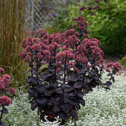 Night Embers Sedum