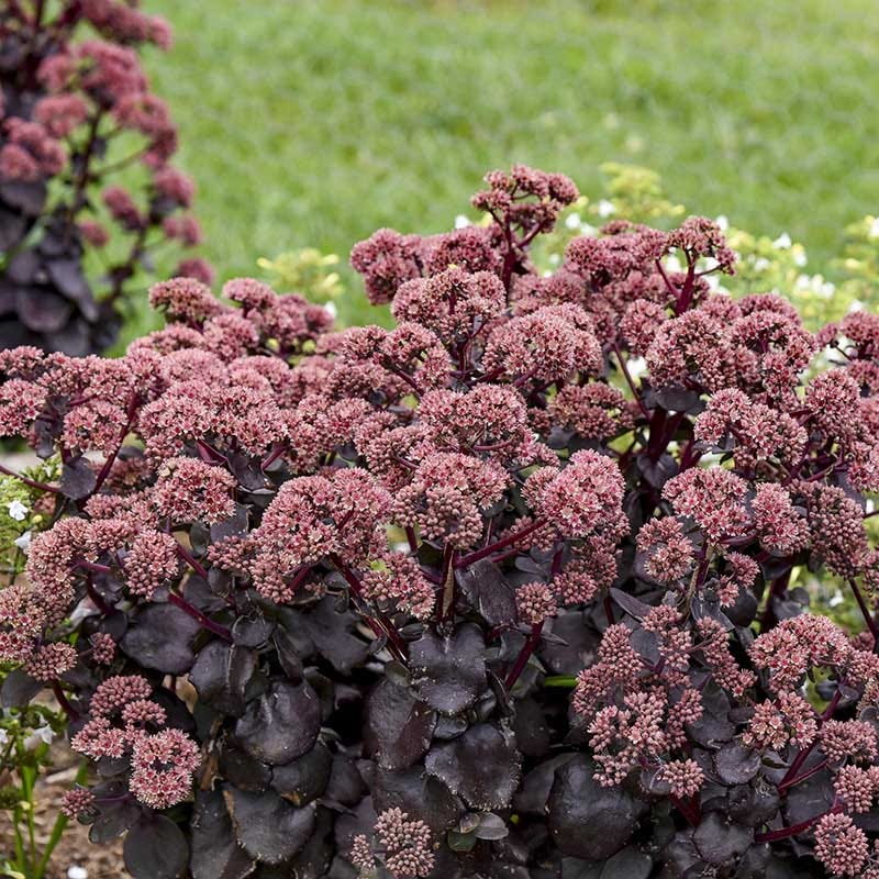 Night Embers Sedum