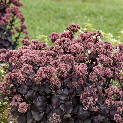 Night Embers Sedum