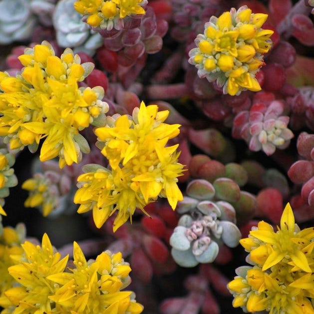 Cape Blanco Sedum