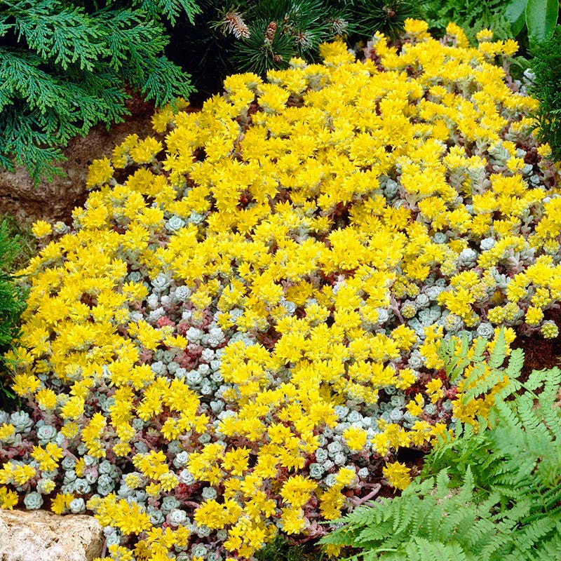 Cape Blanco Sedum - Thumbnail 2