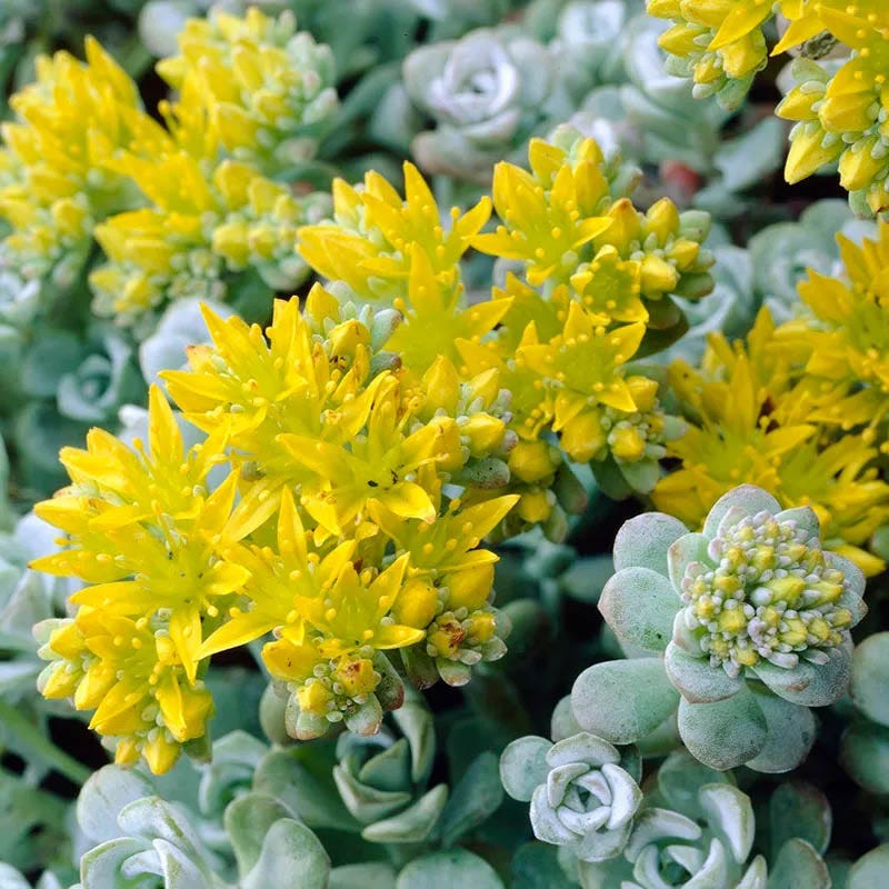 Creeping Sedum Low Grow Collection