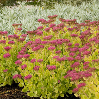 Neon Sedum