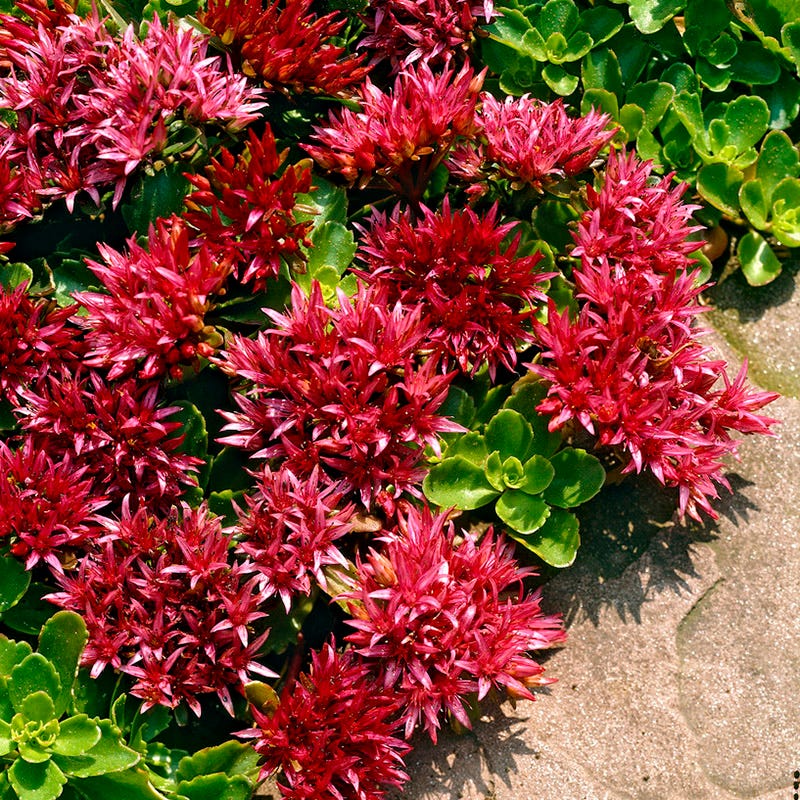dragon's blood plant indoors Dragon's Blood Sedum | Red | Plant