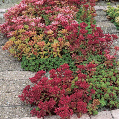 Creeping Sedum Low Grow Collection