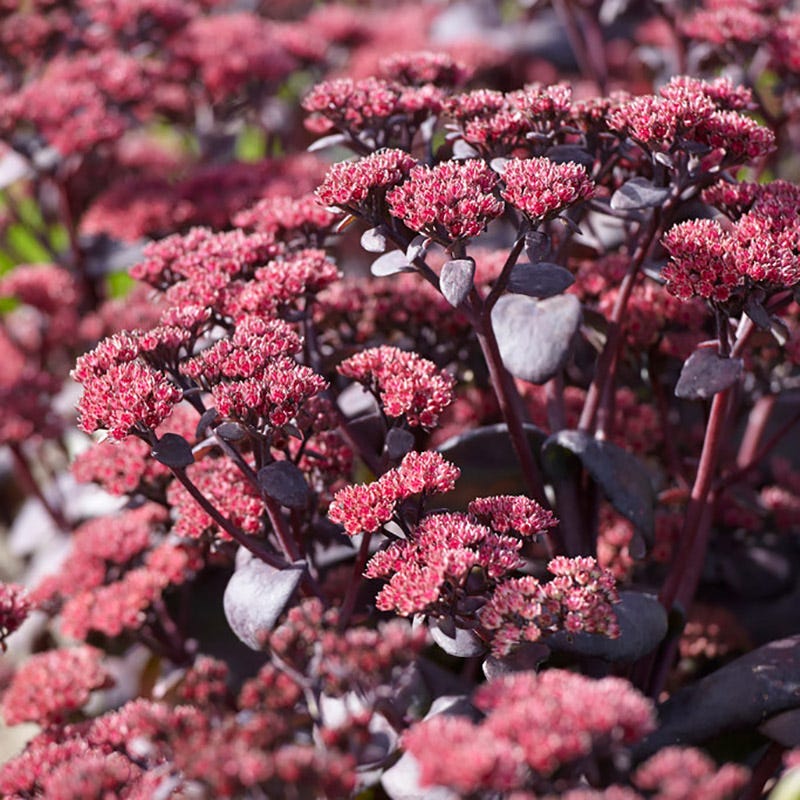 SunSparkler® Blue Pearl Sedum
