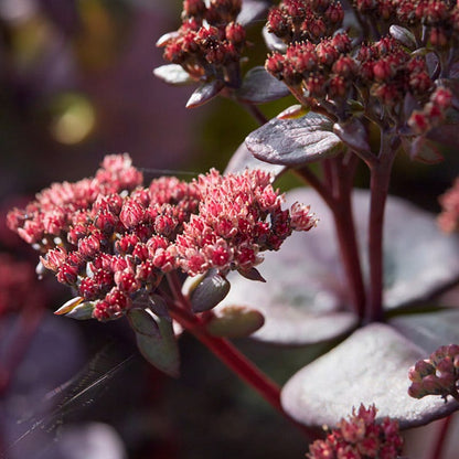 SunSparkler® Blue Pearl Sedum