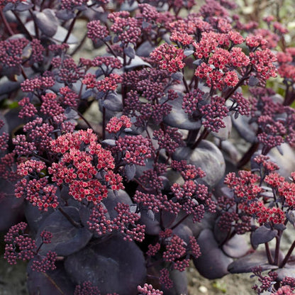 SunSparkler® Blue Pearl Sedum