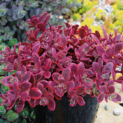 Gemstone Sedum Collection