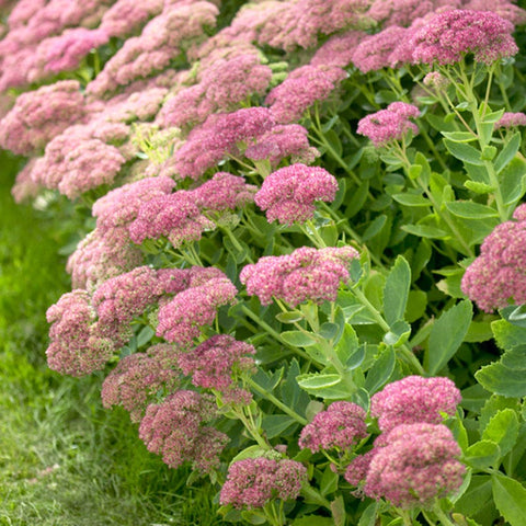 succulent sedum autumn joy Sedum Autumn Joy, Stonecrop
