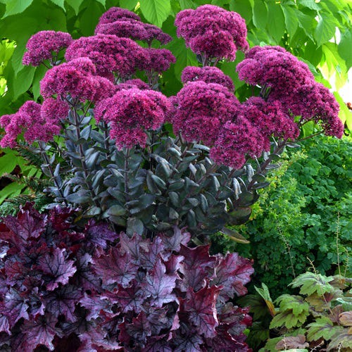 Gemstone Sedum Collection