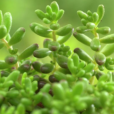 coral carpet succulent Sedum album Coral Carpet, Stonecrop