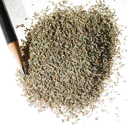 Bishop's Flower Seeds