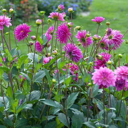 Purple Gem Cactus Dahlia