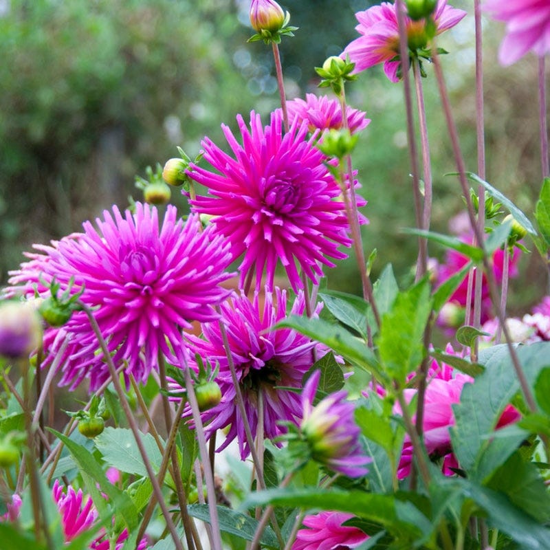 Purple Gem Cactus Dahlia - Thumbnail 2