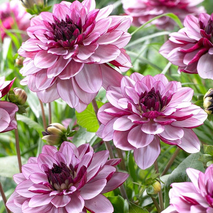Creme de Cassis Decorative Dahlia