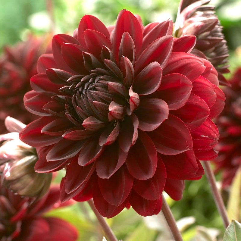 Karma Choc Semi Dinner Plate Dahlia - Thumbnail 2