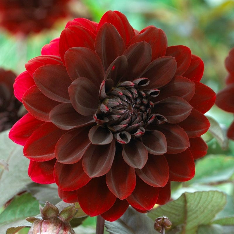 Karma Choc Semi Dinner Plate Dahlia