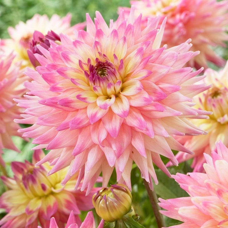 Romantique Decorative Dahlia