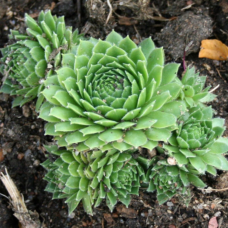 Green Wheel Hens and Chicks