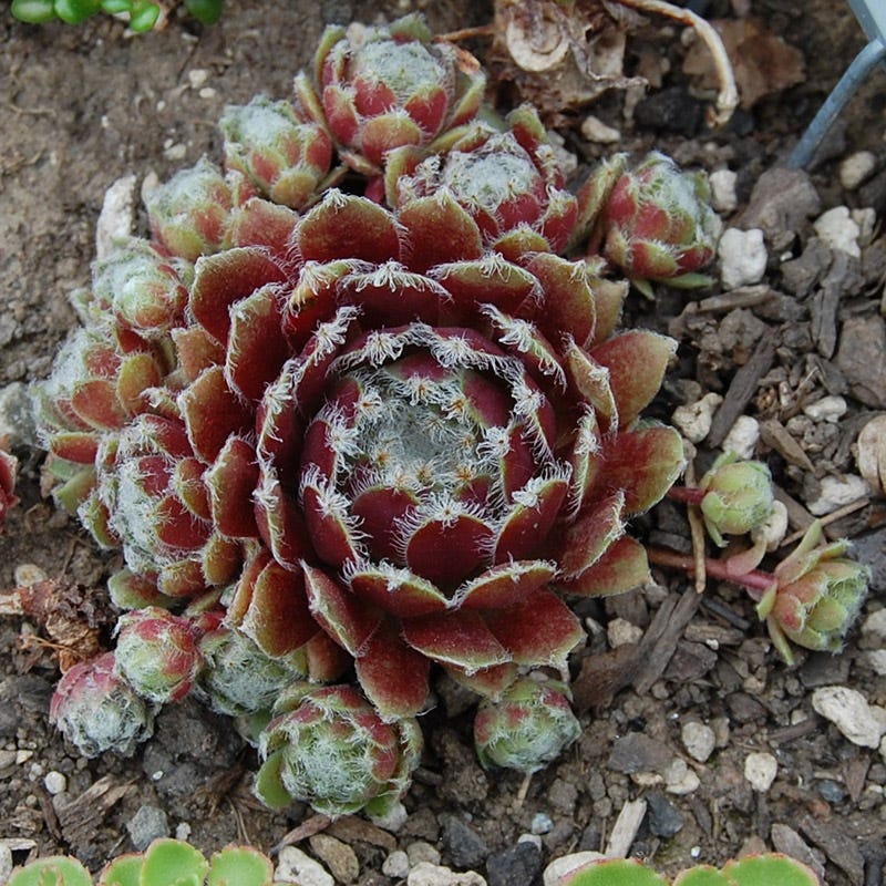 rosebud succulent Jade Rose Hens and Chicks