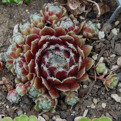 Jade Rose Hens and Chicks