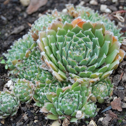 rose jade succulent Jade Rose Hens and Chicks