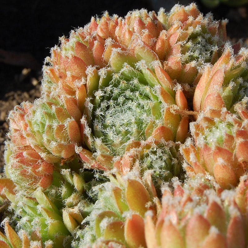 jade rose succulent Jade Rose Hens and Chicks