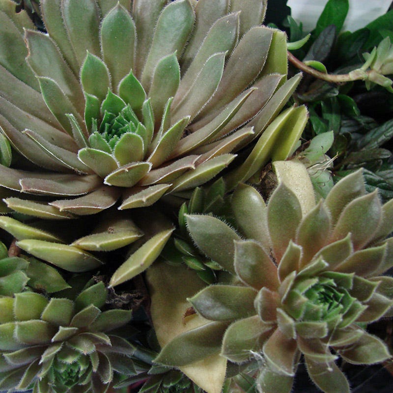 Kalinda Hens and Chicks