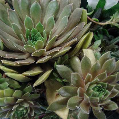 Kalinda Hens and Chicks
