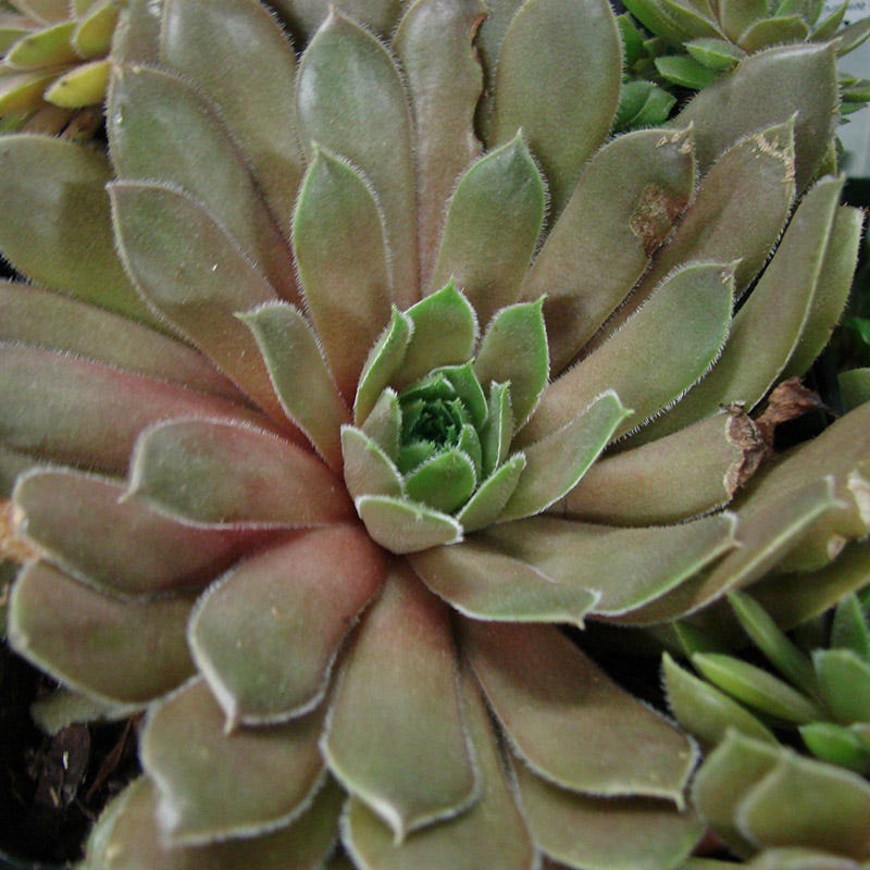 Kalinda Hens and Chicks