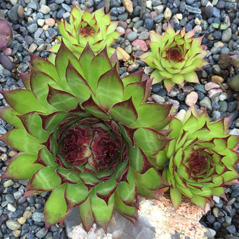 Sunset Hens and Chicks