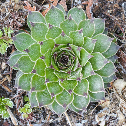 Green Wheel Hens and Chicks