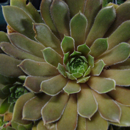 Kalinda Hens and Chicks