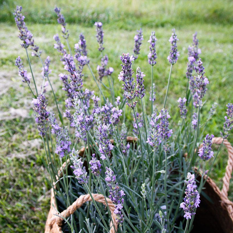 lavender plant deer resistant No Nibble Deer Resistant Pre-Planned Garden