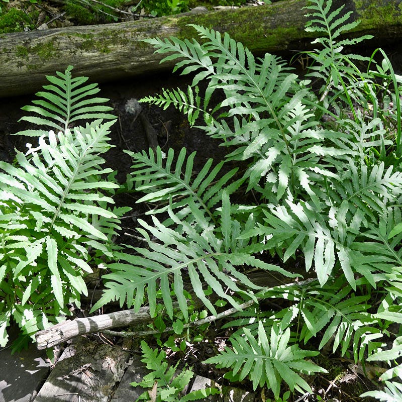 Sensitive Fern