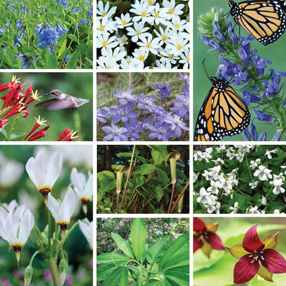 Serene Woodland Pre-Planned Garden