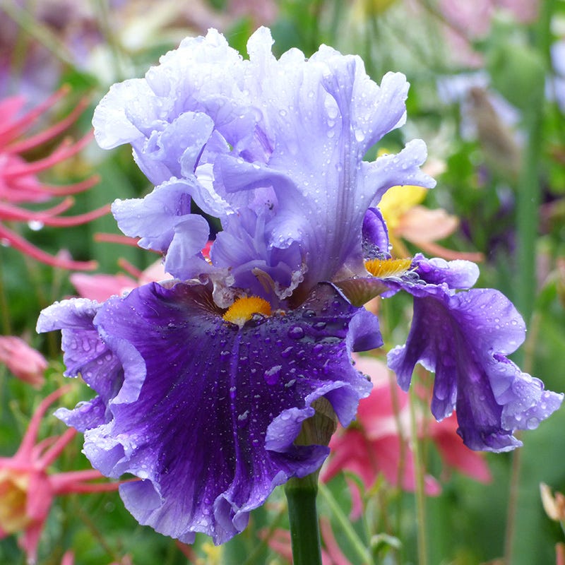 Seward Bearded Iris
