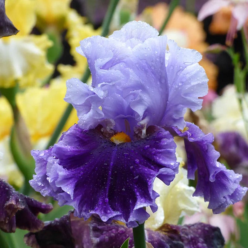 Northern Lights Bearded Iris Collection