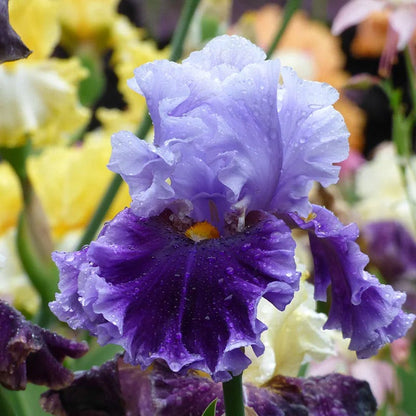 Northern Lights Bearded Iris Collection