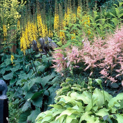 Shade Loving Pre-Planned Garden