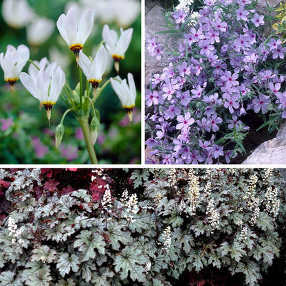 Shade Pollinator Pit Stop Plant Collection
