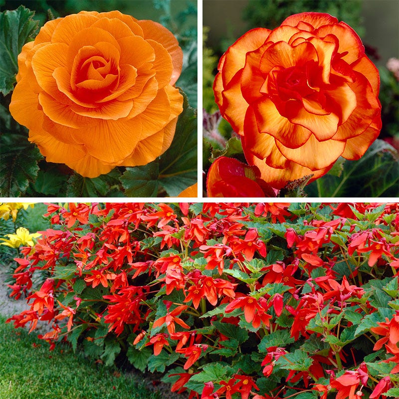 Shade Porch Hummingbird Begonia Collection