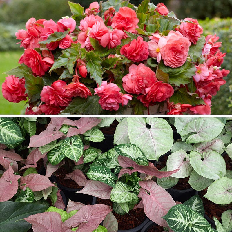 Shade Porch Pink Bulb Collection