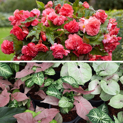 Shade Porch Pink Bulb Collection
