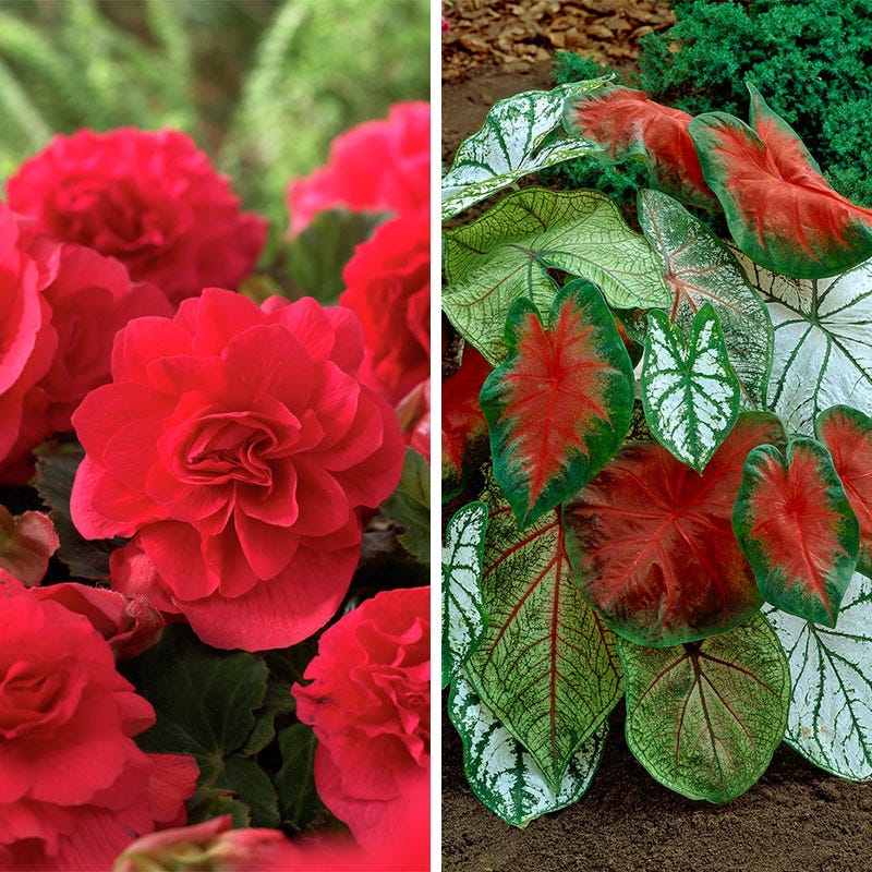 Shade Porch Red Bulb Collection