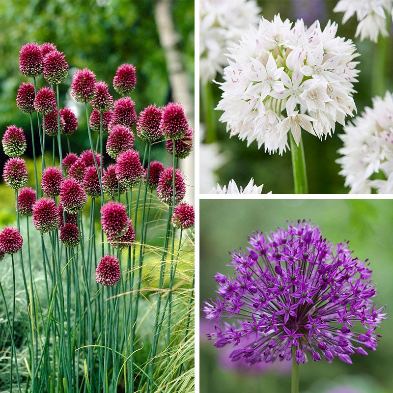 Shades of Allium Bulb Collection