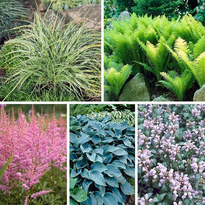 Shady Lane Curb Appeal Plant Collection