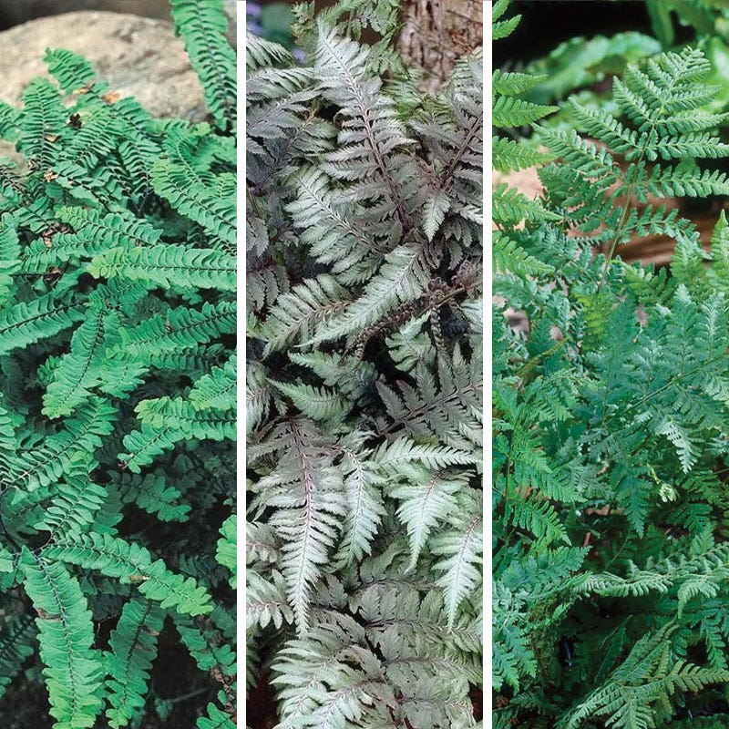 Shady Nook Fern Collection