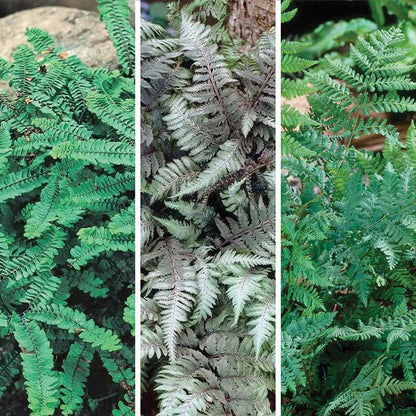 Shady Nook Fern Collection